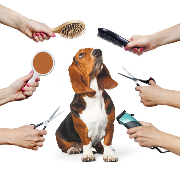 Dog Groomers Services
